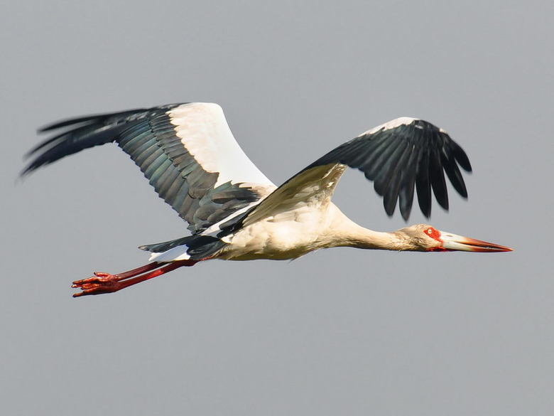 Stork comp. Storks prey on fish, amphibians, small reptiles, shellfish, and insects. Some also catch rodents and moles. Others are scavengers. Jabiru and Maguar