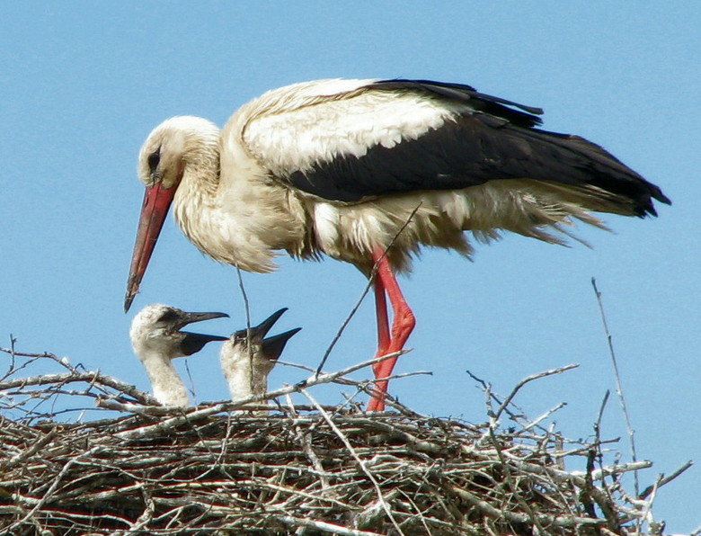 Stork comp. Storks prey on fish, amphibians, small reptiles, shellfish, and insects. Some also catch rodents and moles. Others are scavengers. Jabiru and Maguar