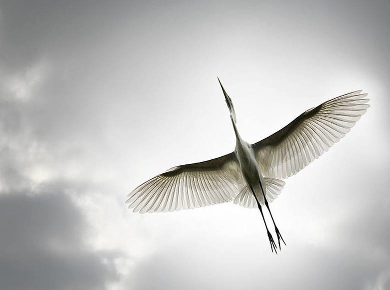 Stork comp. Storks prey on fish, amphibians, small reptiles, shellfish, and insects. Some also catch rodents and moles. Others are scavengers. Jabiru and Maguar