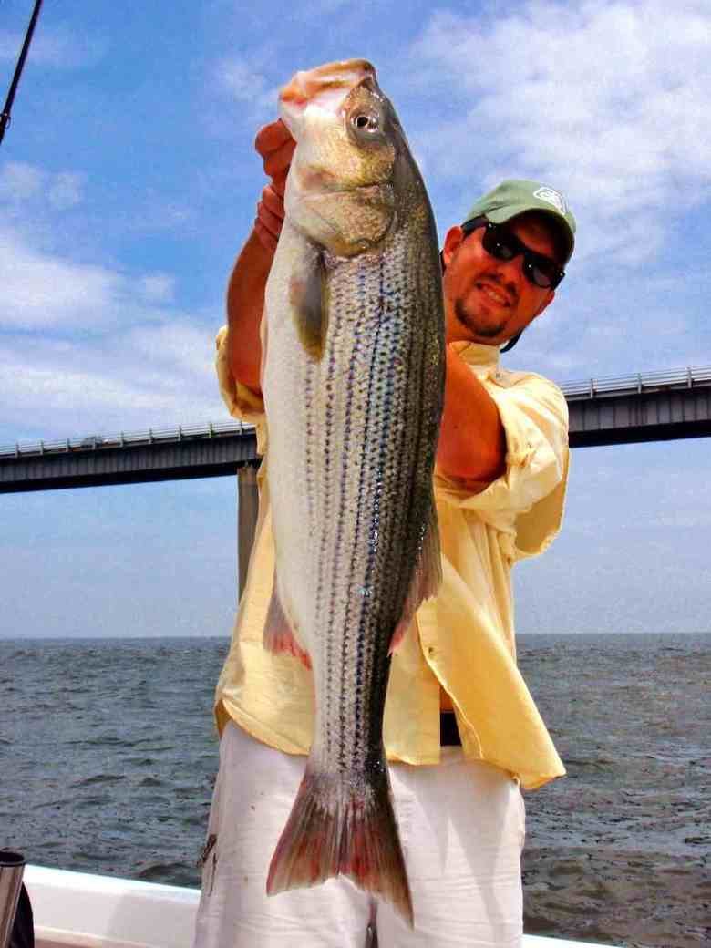 Straight Up Caught Comp. 15.5. .