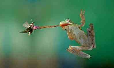 Straight Up Caught Comp. 15.5. .