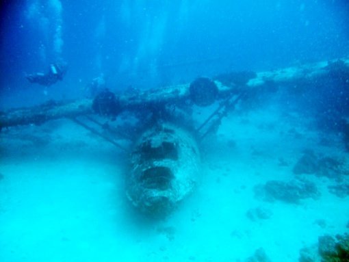 Stuff In Various States of Decay: Part 2. Fake skeleton. I'll probably make a part 3 using land stuff eventually... one of these is not like the others.