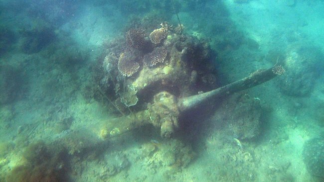 Stuff In Various States of Decay: Part 2. Fake skeleton. I'll probably make a part 3 using land stuff eventually... one of these is not like the others.