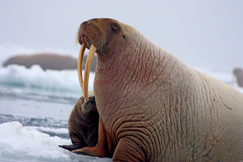 Walrus comp. Walruses are very social animals and congregate in large numbers. They haul out in herds and males and females form separate herds during the non-b