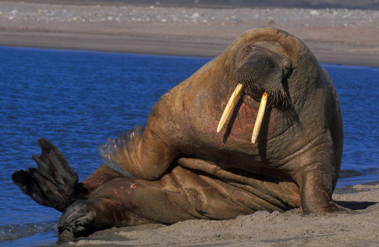 Walrus comp. Walruses are very social animals and congregate in large numbers. They haul out in herds and males and females form separate herds during the non-b