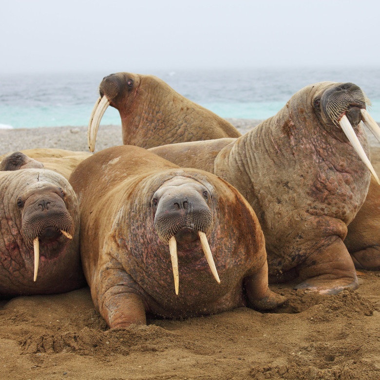 Walrus comp. Walruses are very social animals and congregate in large numbers. They haul out in herds and males and females form separate herds during the non-b