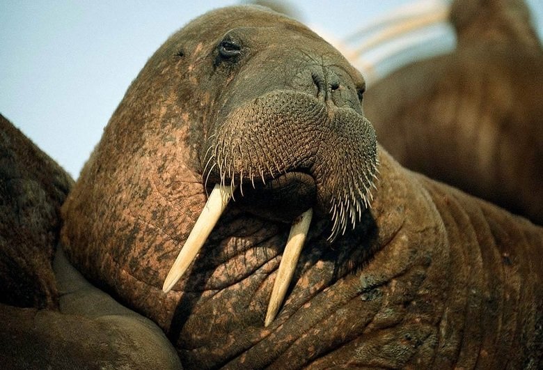 Walrus comp. Walruses are very social animals and congregate in large numbers. They haul out in herds and males and females form separate herds during the non-b