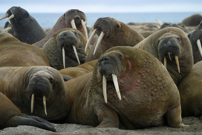 Walrus comp. Walruses are very social animals and congregate in large numbers. They haul out in herds and males and females form separate herds during the non-b