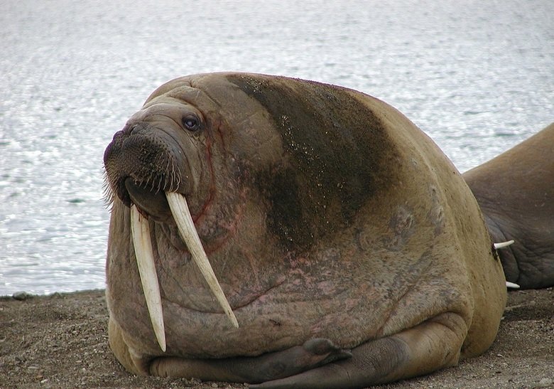 Walrus comp. Walruses are very social animals and congregate in large numbers. They haul out in herds and males and females form separate herds during the non-b