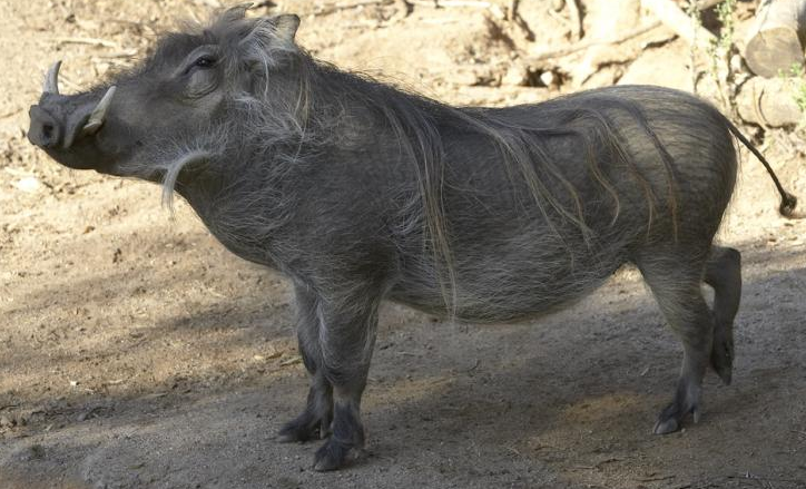 Warthog comp. Warthogs live in family groups of a female and her young. Sometimes another female will join the group. Males normally live by themselves, only jo