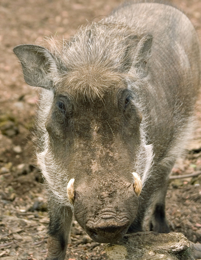 Warthog comp. Warthogs live in family groups of a female and her young. Sometimes another female will join the group. Males normally live by themselves, only jo