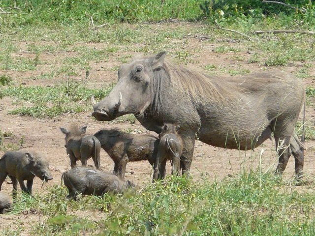 Warthog comp. Warthogs live in family groups of a female and her young. Sometimes another female will join the group. Males normally live by themselves, only jo