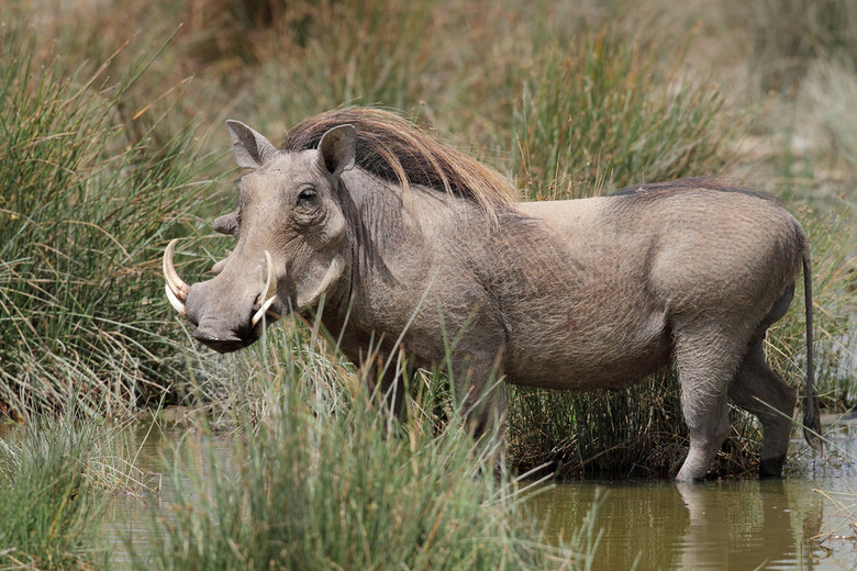 Warthog comp. Warthogs live in family groups of a female and her young. Sometimes another female will join the group. Males normally live by themselves, only jo