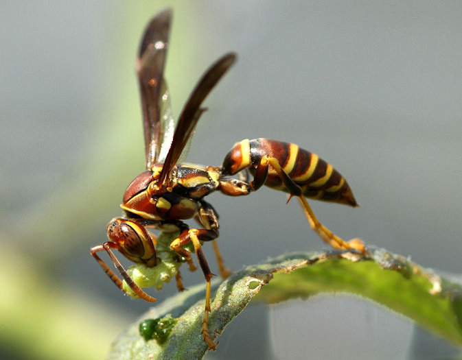 Wasp comp. Solitary wasps, by far the largest subgroup, do not form colonies. This group includes some of the wasp family's largest members, like cicada killers