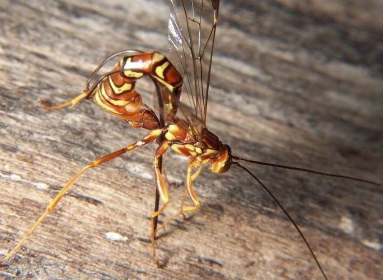 Wasp comp. Solitary wasps, by far the largest subgroup, do not form colonies. This group includes some of the wasp family's largest members, like cicada killers