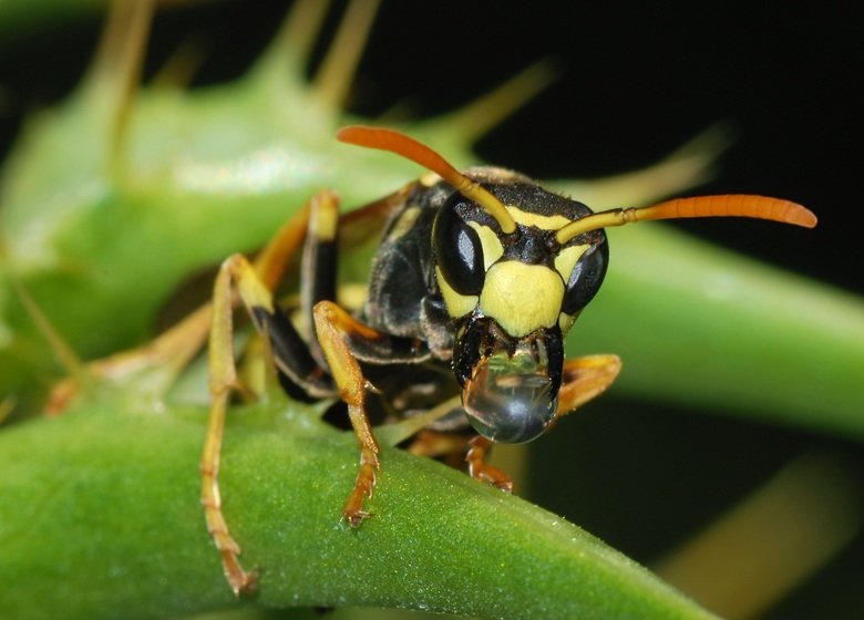 Wasp comp. Solitary wasps, by far the largest subgroup, do not form colonies. This group includes some of the wasp family's largest members, like cicada killers