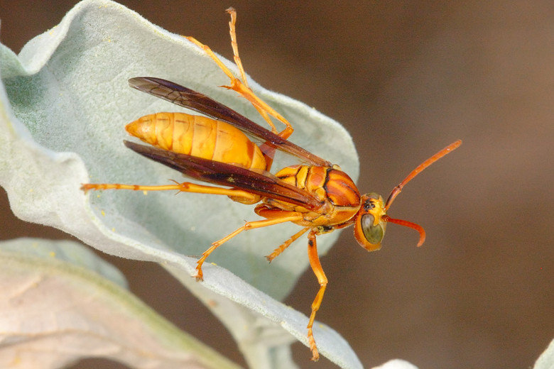 Wasp comp. Solitary wasps, by far the largest subgroup, do not form colonies. This group includes some of the wasp family's largest members, like cicada killers