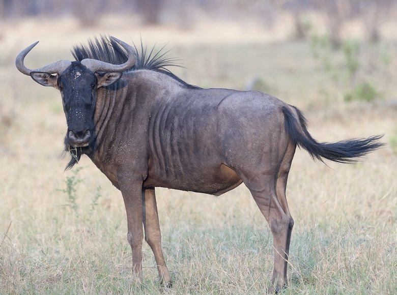 Wildebeest comp. Wildebeest females give birth to a single calf in the middle of the herd, not seeking a secluded place, as do many antelopes. Amazingly, about 