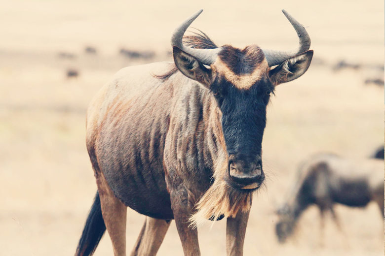 Wildebeest comp. Wildebeest females give birth to a single calf in the middle of the herd, not seeking a secluded place, as do many antelopes. Amazingly, about 