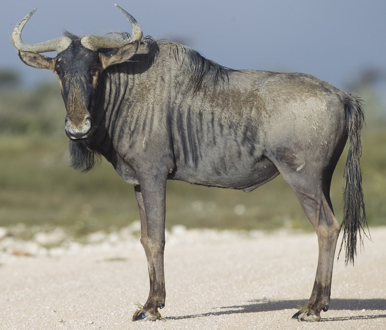 Wildebeest comp. Wildebeest females give birth to a single calf in the middle of the herd, not seeking a secluded place, as do many antelopes. Amazingly, about 