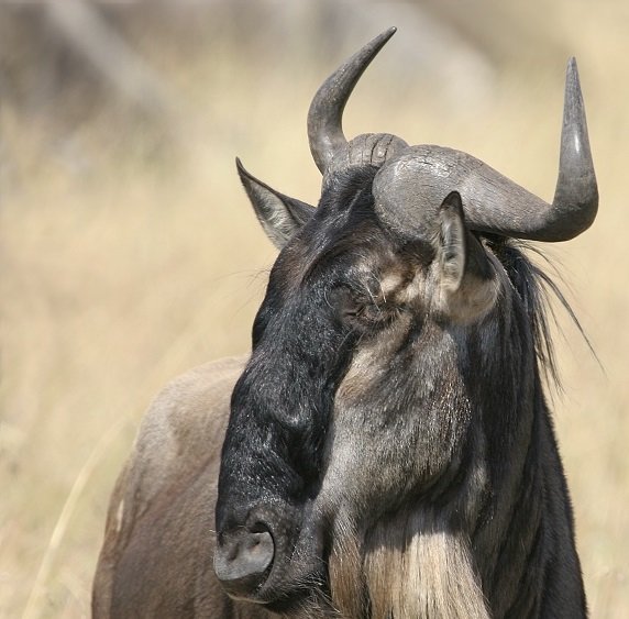 Wildebeest comp. Wildebeest females give birth to a single calf in the middle of the herd, not seeking a secluded place, as do many antelopes. Amazingly, about 