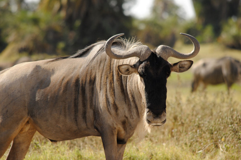 Wildebeest comp. Wildebeest females give birth to a single calf in the middle of the herd, not seeking a secluded place, as do many antelopes. Amazingly, about 
