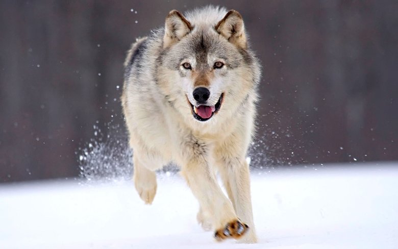 Wolf comp. Wolves are the largest members of the dog family. Adaptable gray wolves are by far the most common and were once found all over the Northern Hemisphe