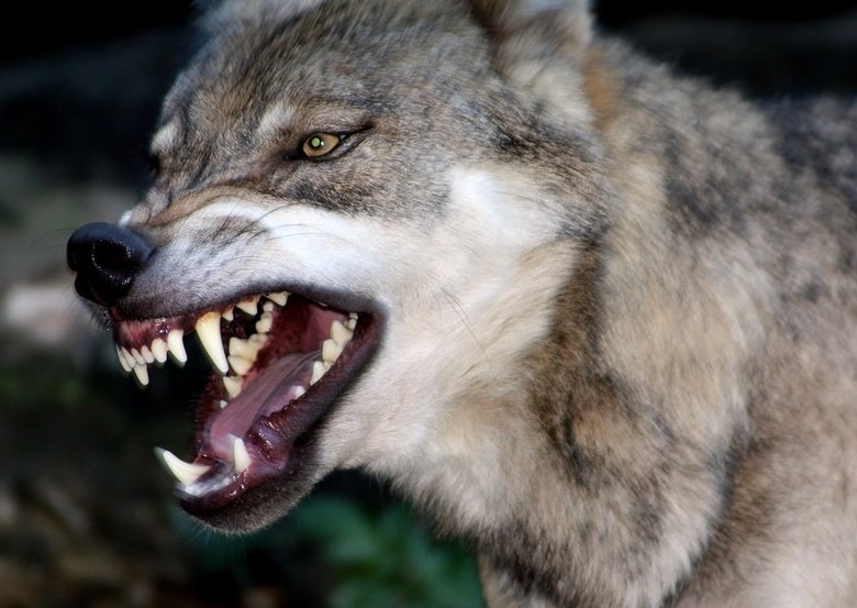 Wolf comp. .. Black and white version of a picture I drew recently Not posting color version because I know I'll get red thumbs to oblivion