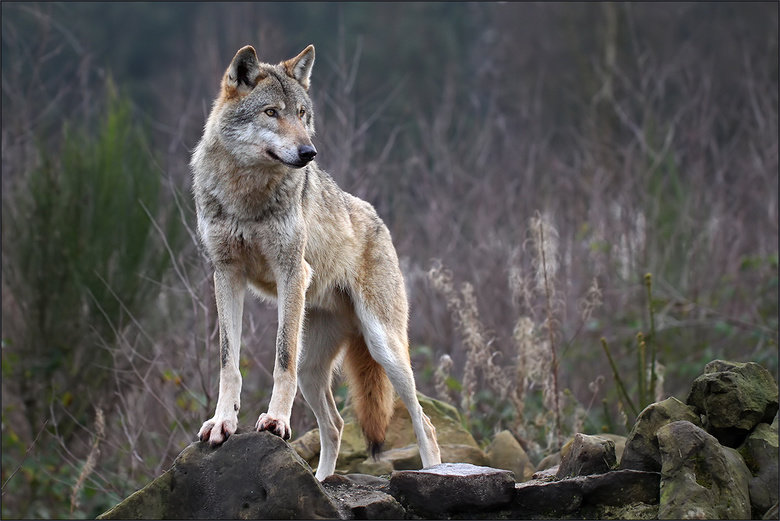 Wolf comp. Wolves are the largest members of the dog family. Adaptable gray wolves are by far the most common and were once found all over the Northern Hemisphe