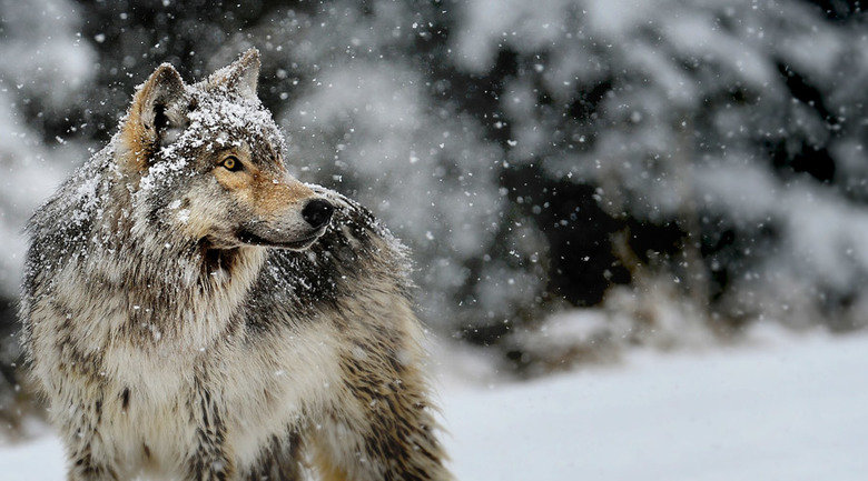 Wolf comp. Wolves are the largest members of the dog family. Adaptable gray wolves are by far the most common and were once found all over the Northern Hemisphe