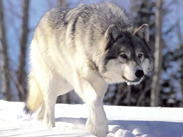 Wolf comp. Wolves are the largest members of the dog family. Adaptable gray wolves are by far the most common and were once found all over the Northern Hemisphe