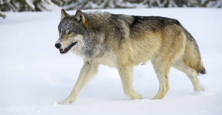 Wolf comp. Wolves are the largest members of the dog family. Adaptable gray wolves are by far the most common and were once found all over the Northern Hemisphe