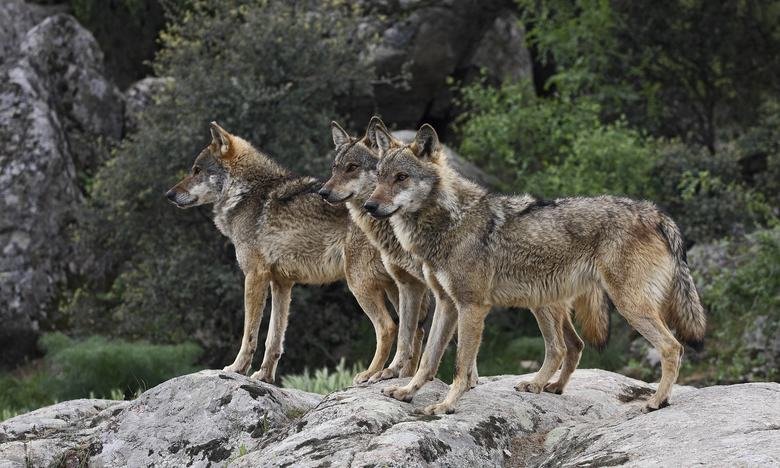 Wolf comp. Wolves are the largest members of the dog family. Adaptable gray wolves are by far the most common and were once found all over the Northern Hemisphe