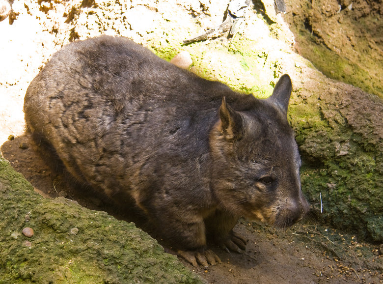 Wombat comp. Wombats use their claws to dig burrows in open grasslands and eucalyptus forests. They live in these burrows, which can become extensive tunnel-and