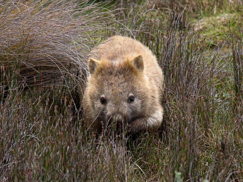 Wombat comp. Wombats use their claws to dig burrows in open grasslands and eucalyptus forests. They live in these burrows, which can become extensive tunnel-and