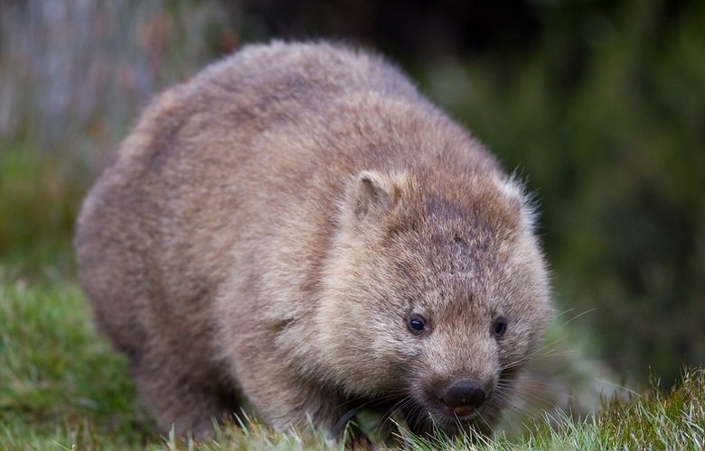 Wombat comp. Wombats use their claws to dig burrows in open grasslands and eucalyptus forests. They live in these burrows, which can become extensive tunnel-and