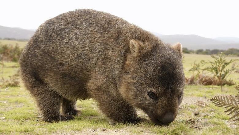 Wombat comp. Wombats use their claws to dig burrows in open grasslands and eucalyptus forests. They live in these burrows, which can become extensive tunnel-and