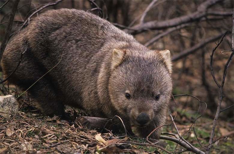 Wombat comp. Wombats use their claws to dig burrows in open grasslands and eucalyptus forests. They live in these burrows, which can become extensive tunnel-and