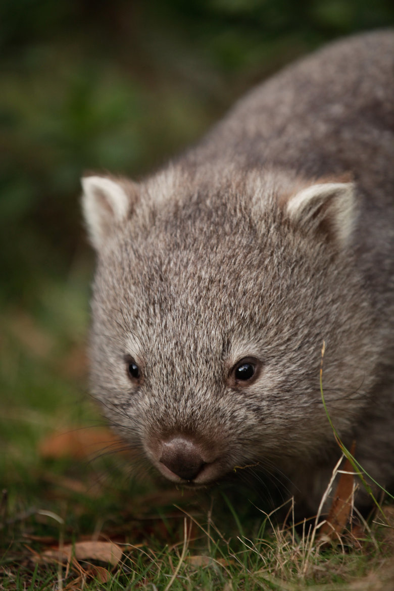 Wombat comp. Wombats use their claws to dig burrows in open grasslands and eucalyptus forests. They live in these burrows, which can become extensive tunnel-and