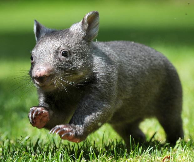 Wombat comp. Wombats use their claws to dig burrows in open grasslands and eucalyptus forests. They live in these burrows, which can become extensive tunnel-and