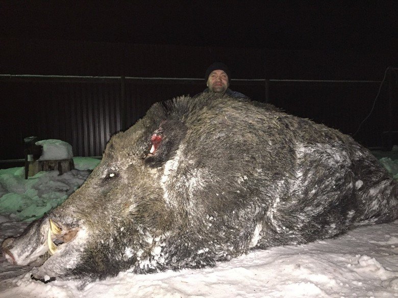 Woods in Rusia. Hunter Peter Maximov shot a 500kg boar in the woods near Celjabinsk. During his 18 years of hunting he has never seen anything like it... Please don't turn into maggots. Please don't turn into maggots. Please don't turn into maggots.