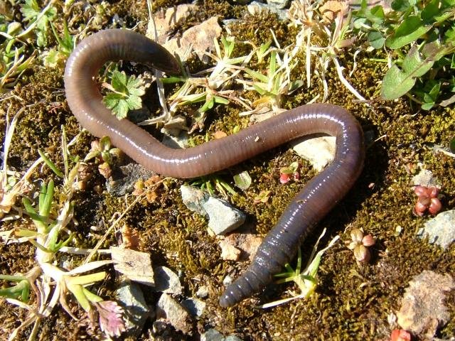 Worm comp. Earthworms have the ability to replace or replicate lost segments. This ability varies greatly depending on the species of worm you have, the amount 