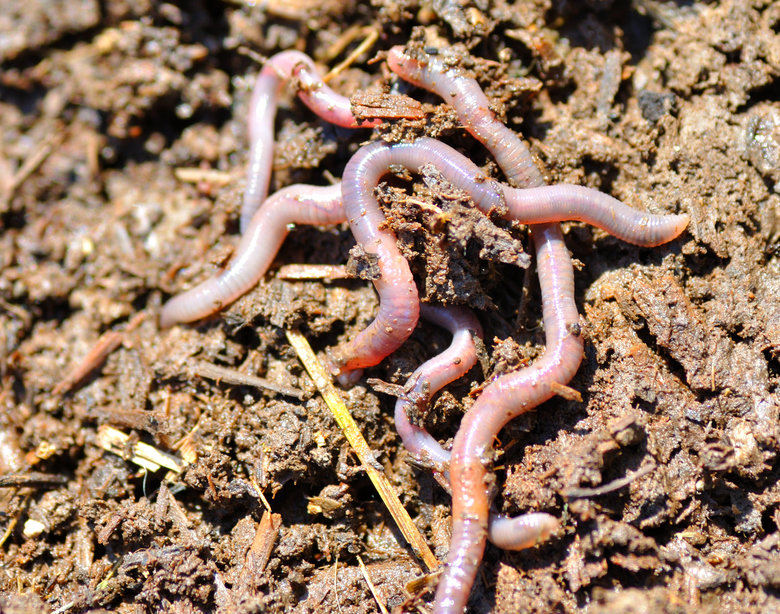 Worm comp. Earthworms have the ability to replace or replicate lost segments. This ability varies greatly depending on the species of worm you have, the amount 