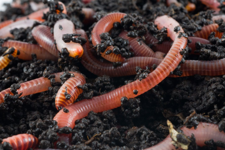 Worm comp. Earthworms have the ability to replace or replicate lost segments. This ability varies greatly depending on the species of worm you have, the amount 