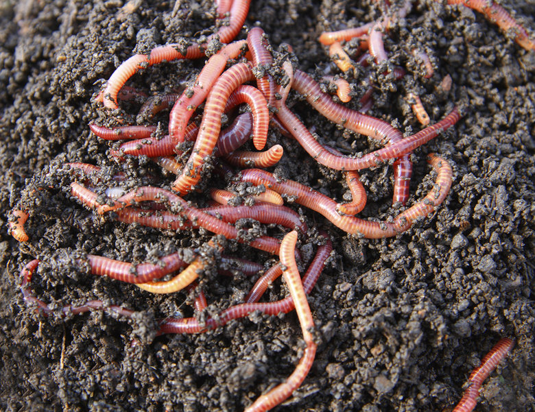 Worm comp. Earthworms have the ability to replace or replicate lost segments. This ability varies greatly depending on the species of worm you have, the amount 