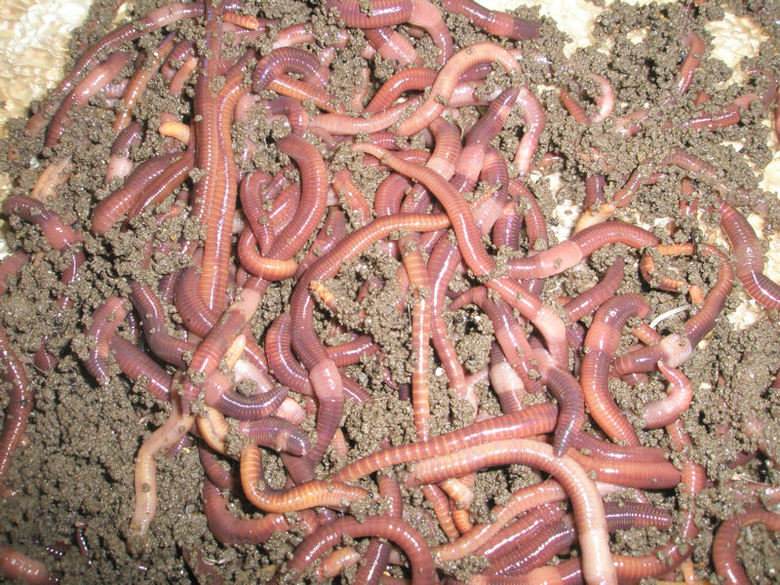Worm comp. Earthworms have the ability to replace or replicate lost segments. This ability varies greatly depending on the species of worm you have, the amount 