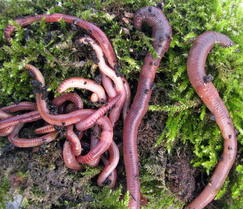 Worm comp. Earthworms have the ability to replace or replicate lost segments. This ability varies greatly depending on the species of worm you have, the amount 
