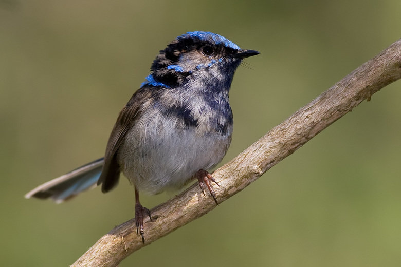 Wren comp. Wrens are medium-small to very small birds. The Eurasian wren is among the smallest birds in its range, while the smaller species from the Americas a