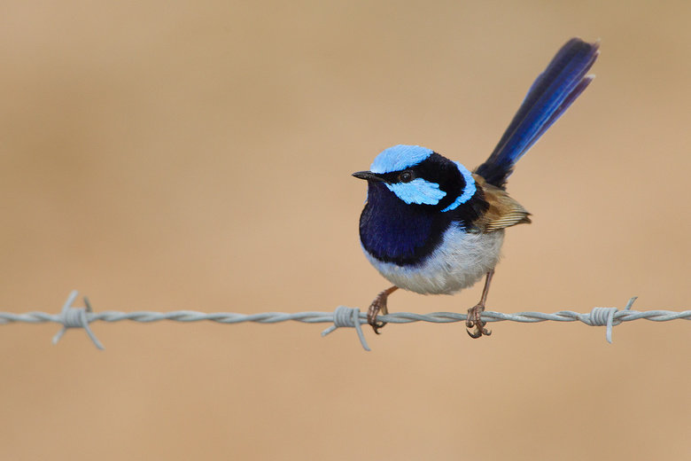 Wren comp. Wrens are medium-small to very small birds. The Eurasian wren is among the smallest birds in its range, while the smaller species from the Americas a