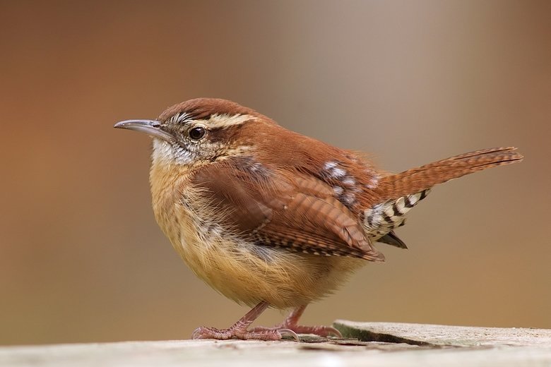 Wren comp. Wrens are medium-small to very small birds. The Eurasian wren is among the smallest birds in its range, while the smaller species from the Americas a